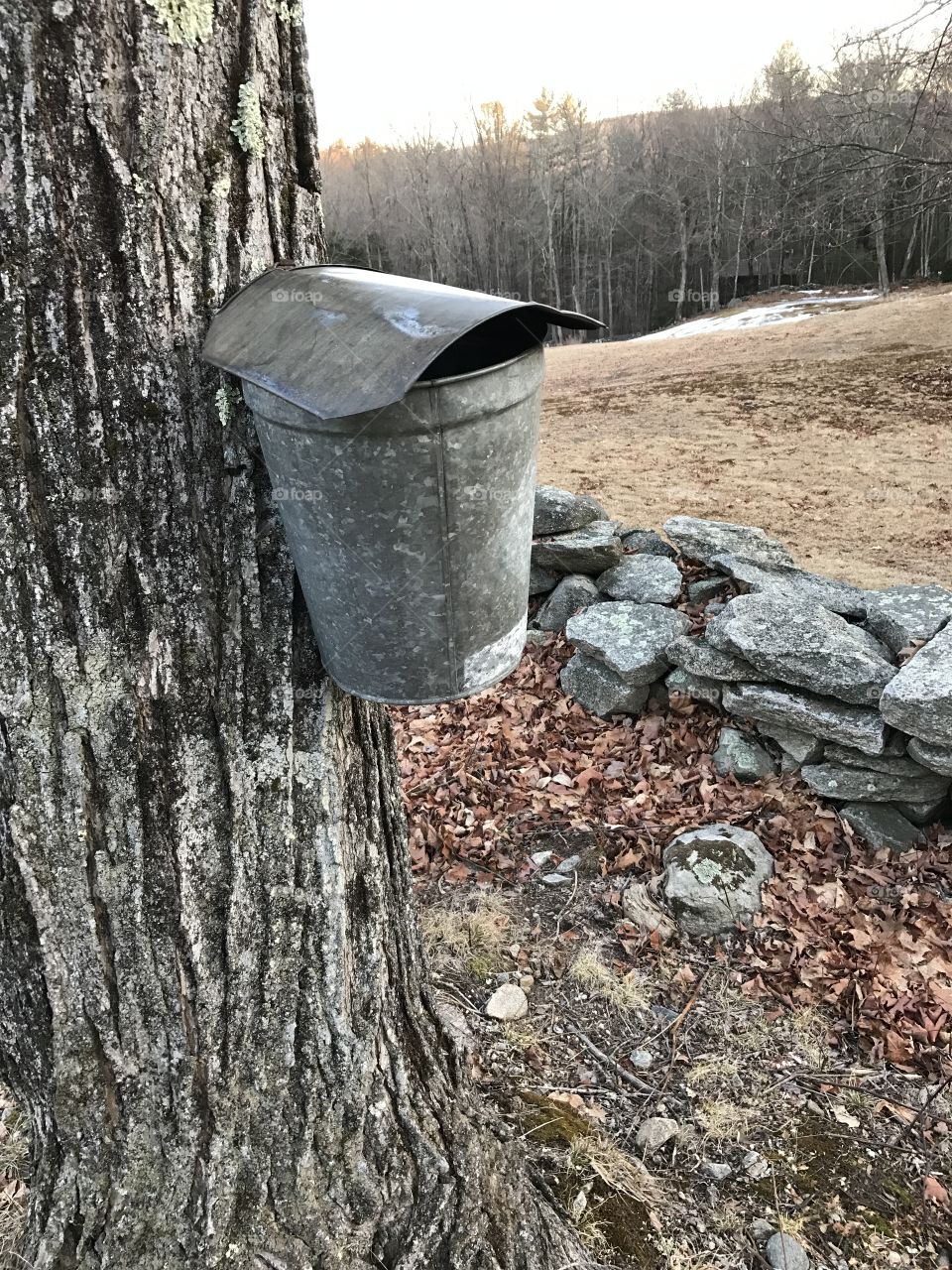 Maple syrup bucket