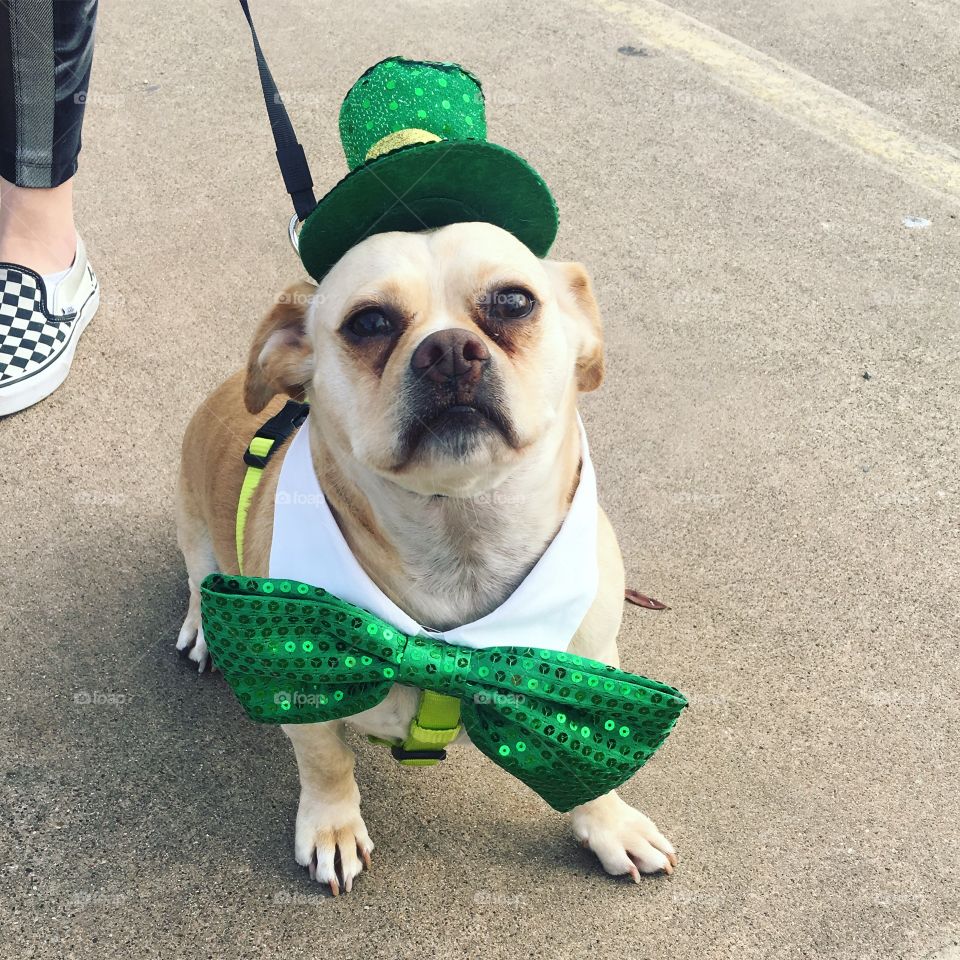 Parade puppy all dressed up for st. Patrick’s day 