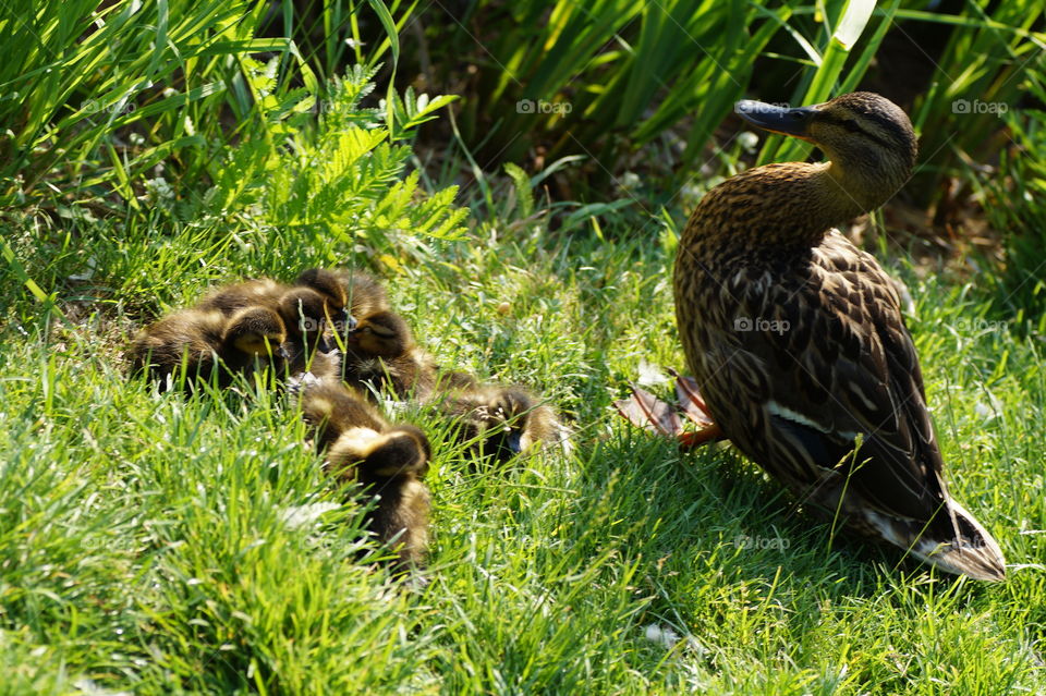 Family duck