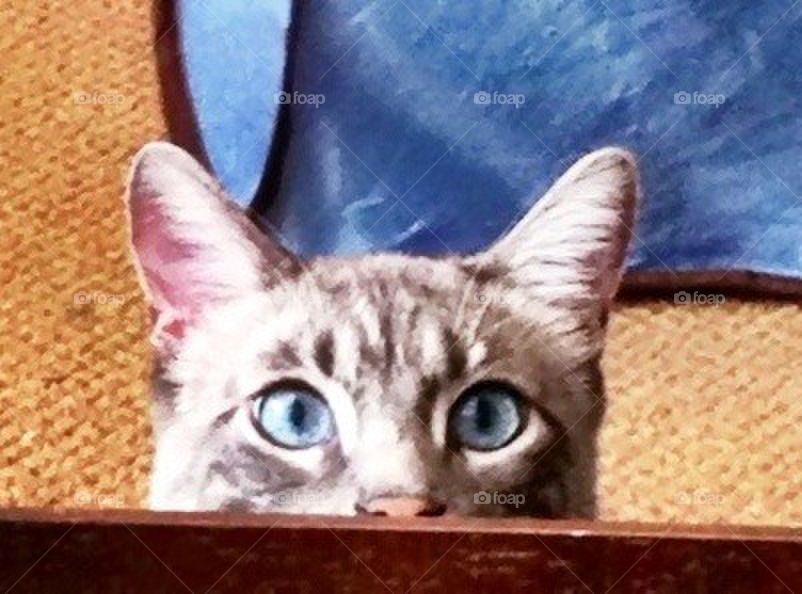 My blue eyed boy. Cat peaking over coffee table.