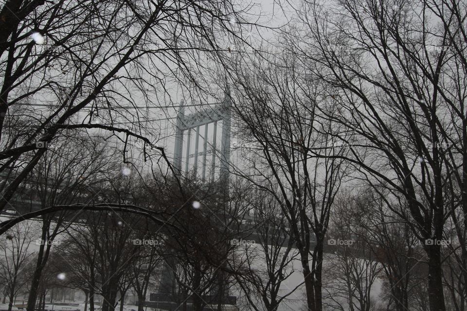 Tree, Winter, Wood, Landscape, Fog