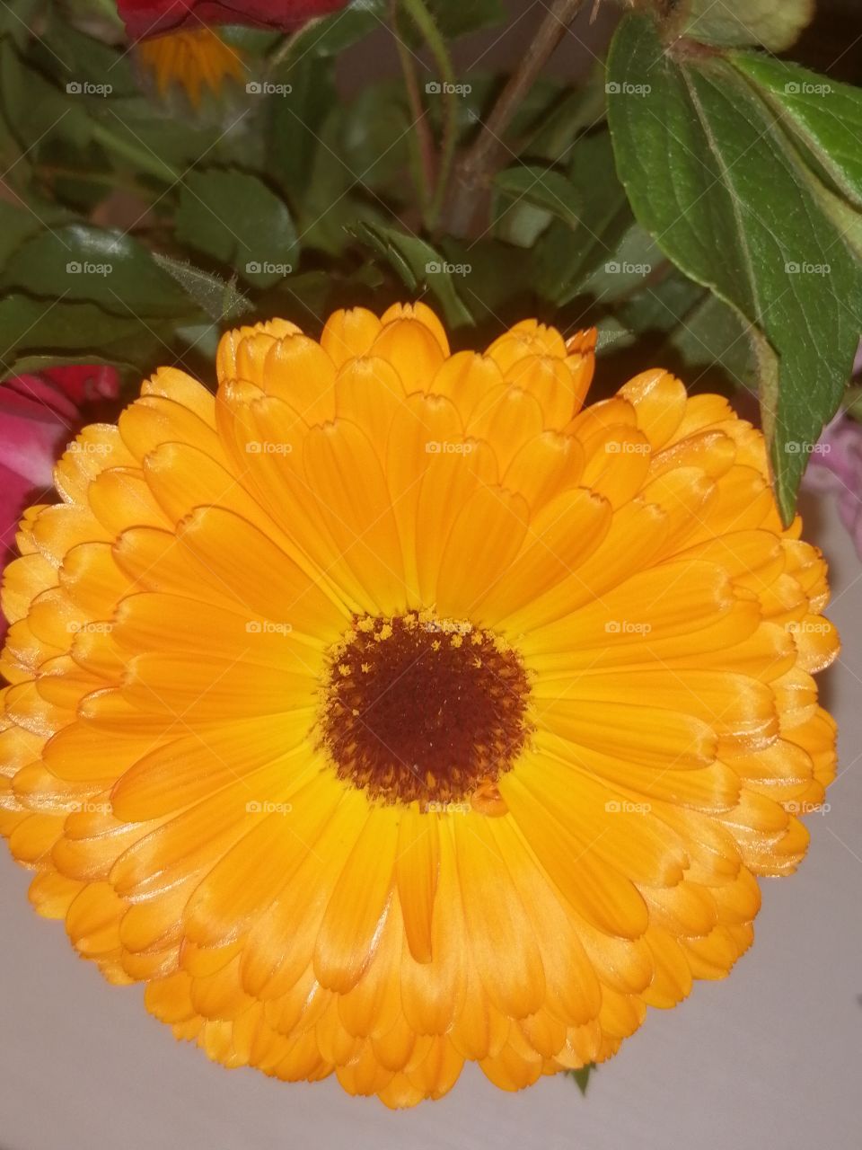 flor primavera naranja