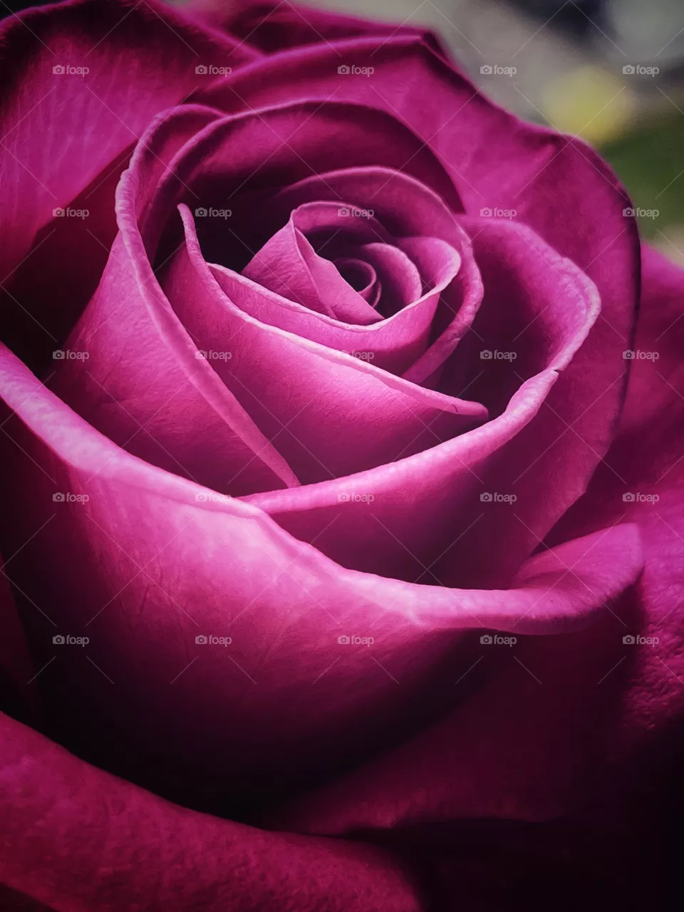 Dark rose 