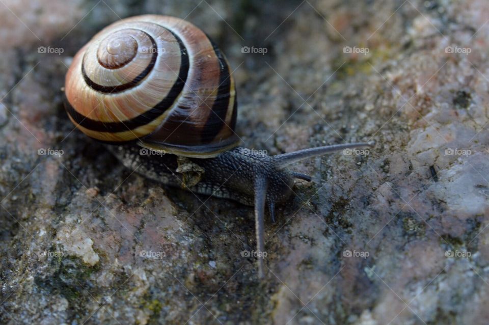 snail