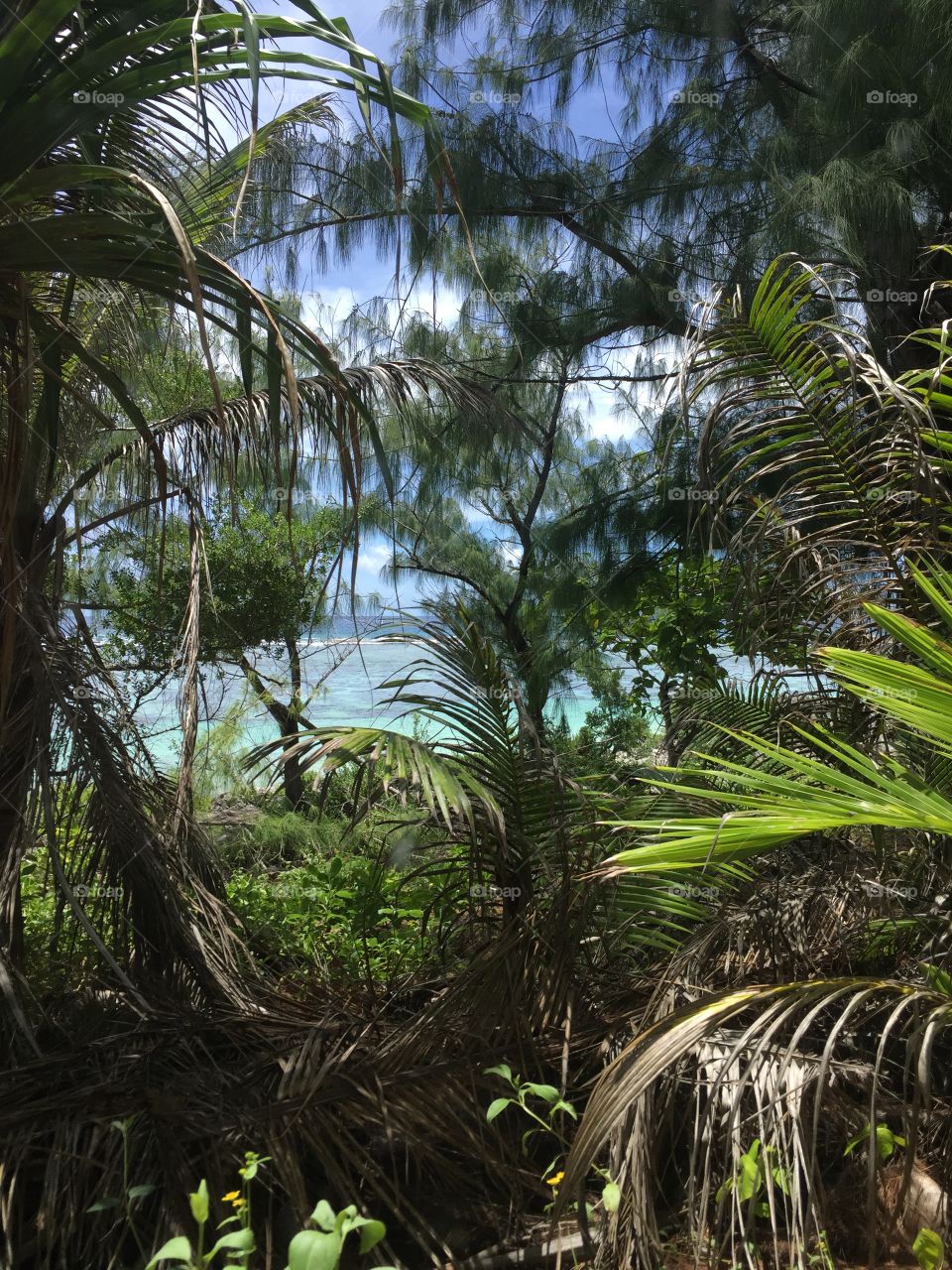 Looking through the trees in the jungle of Ritidian nature preserve on Guam, to see the ocean beyond.