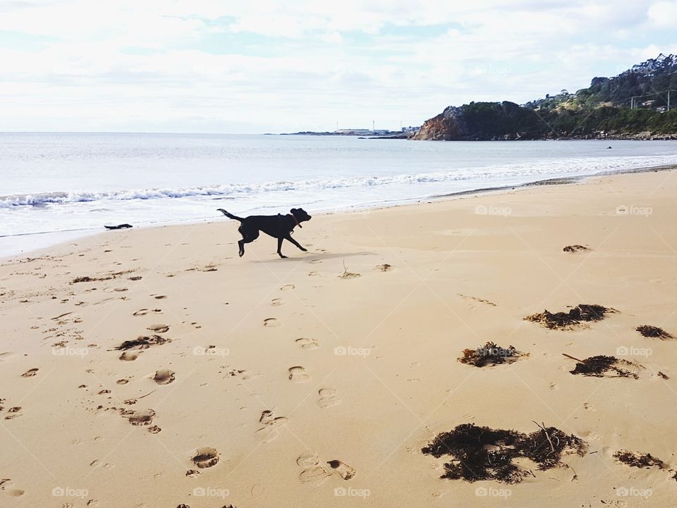 Marley at Beach