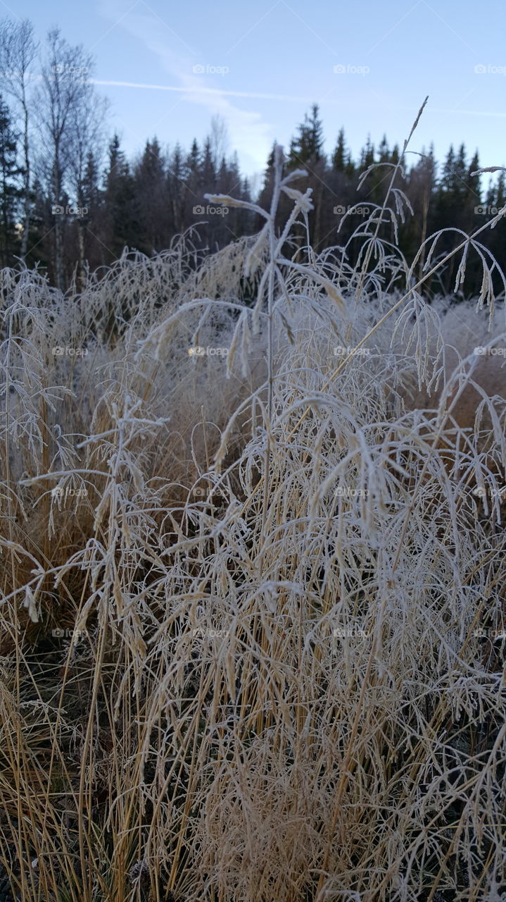 frozen grass