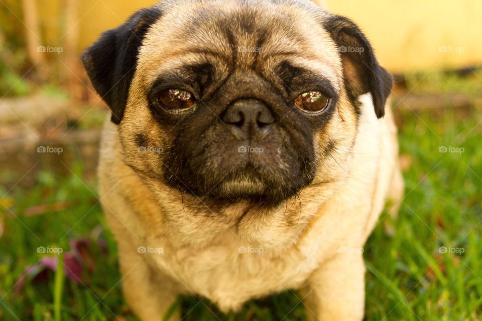 Pug Face