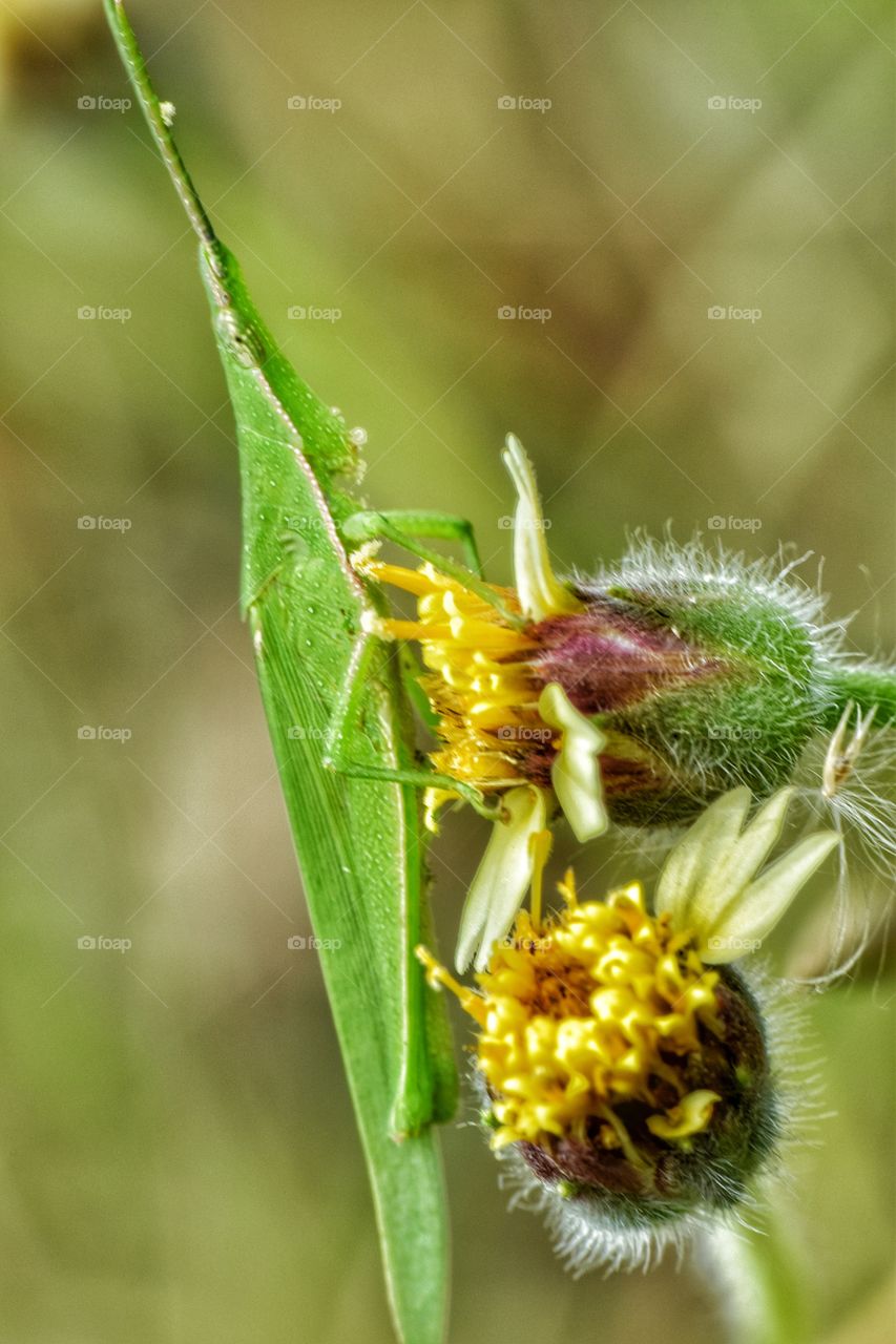 beauty of wildlife animal in closeup