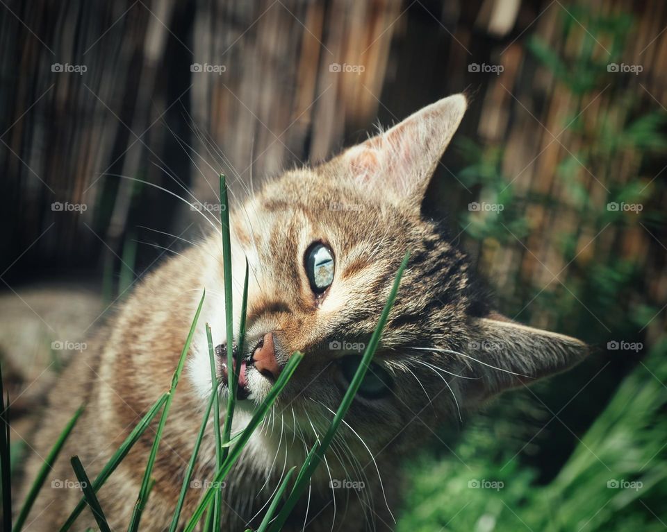 Cat behind grass