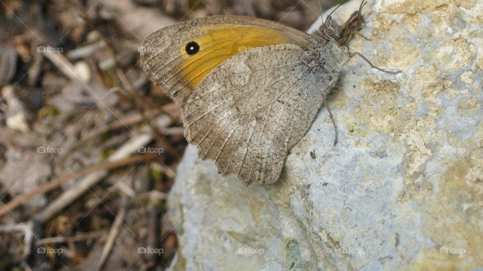 Butterfly on stone.