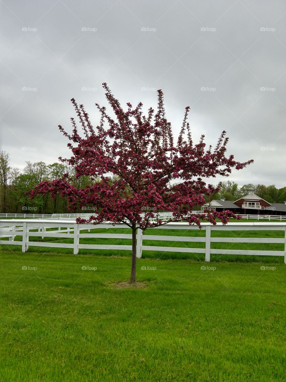 spring walk in the country