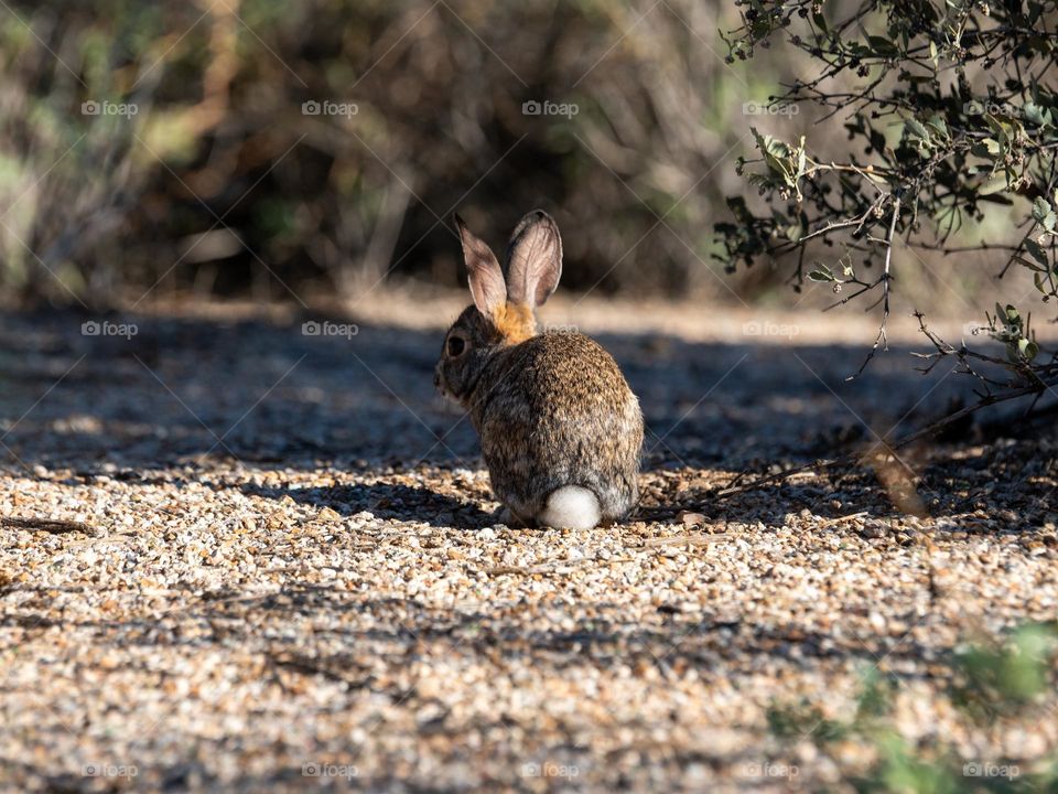 A desert cottontail rabbit sits with its backside turned to me exposing the fluffy little namesake tail