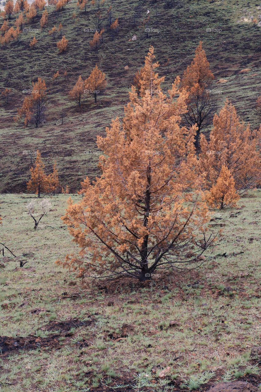 Wild grasses on a hillside began to grow again in spring contrasting with the juniper trees that are orange due to a fire the previous year. 