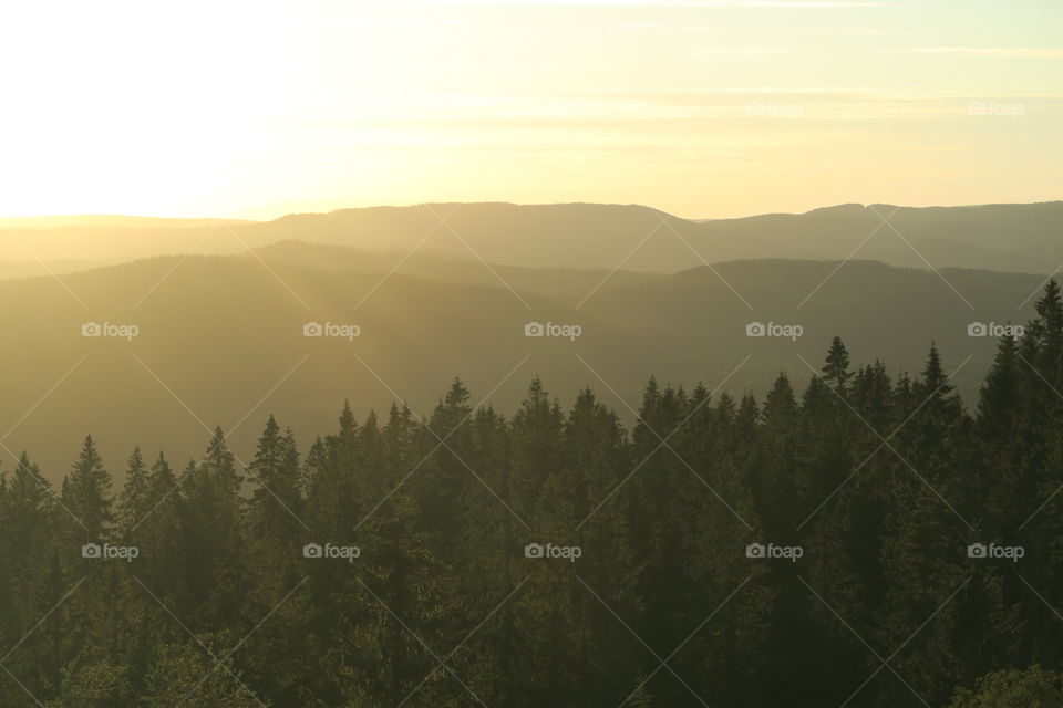 Golden fog. Why use any filter at all? Nature!