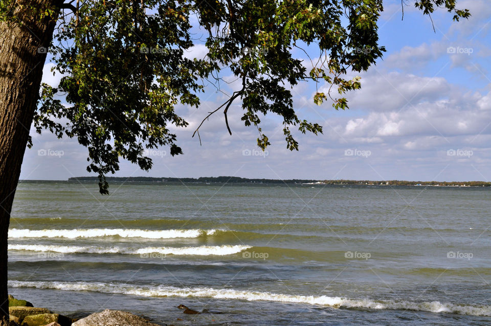 tree leaves water lake by refocusphoto