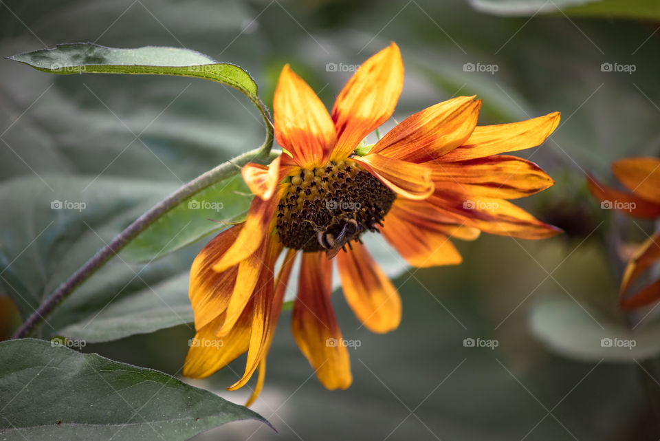 sunflowers bees and bumblebees