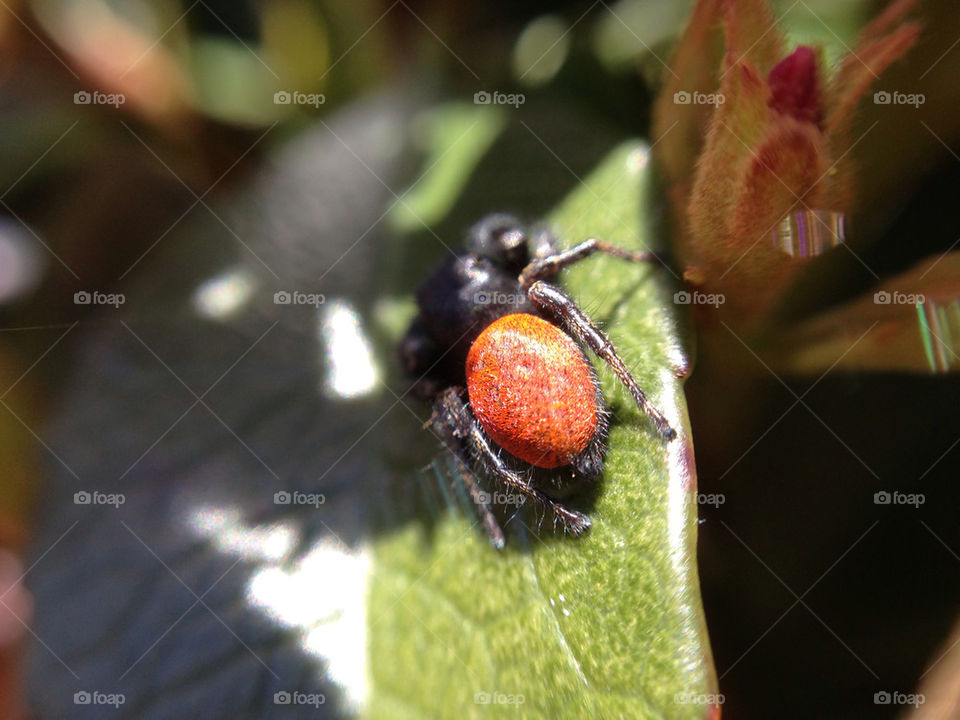 Close up of a spider from behind.