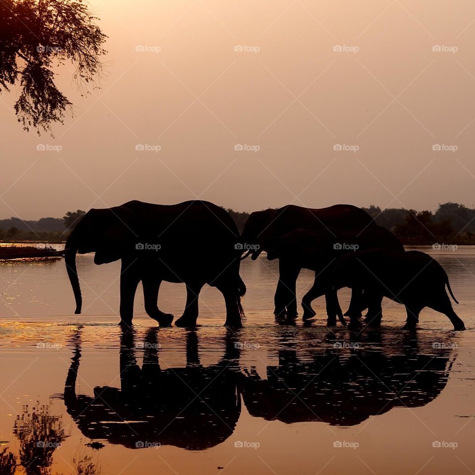 A silhouetted picture of a herd of elephants at sunset 