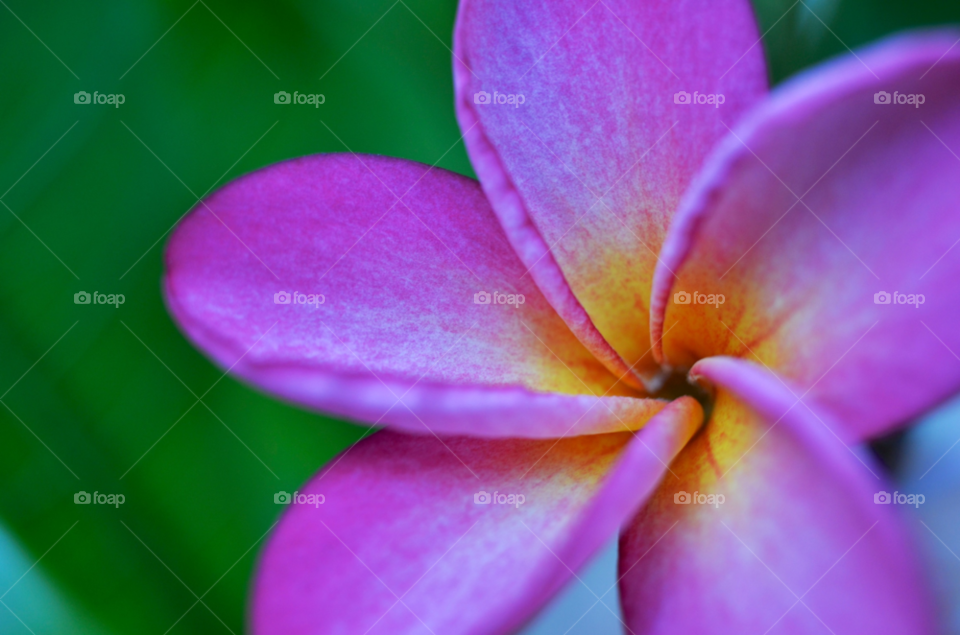 pretty flower macro closeup by hkjohan