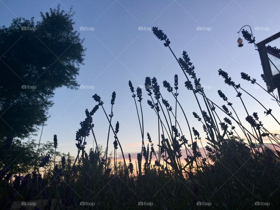 Lavender in sunset