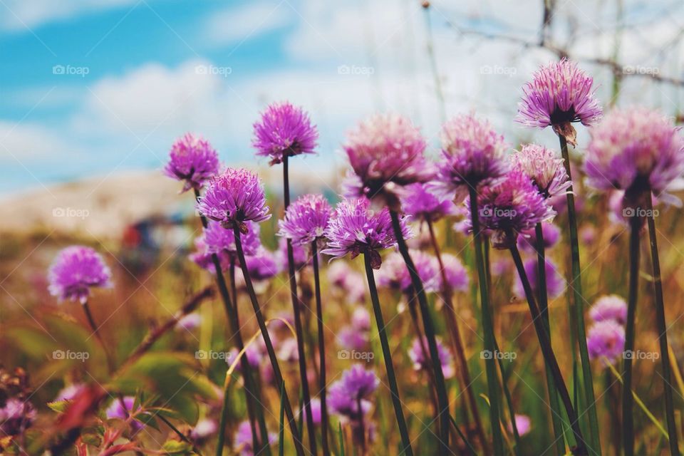 Close-up of pink flowers