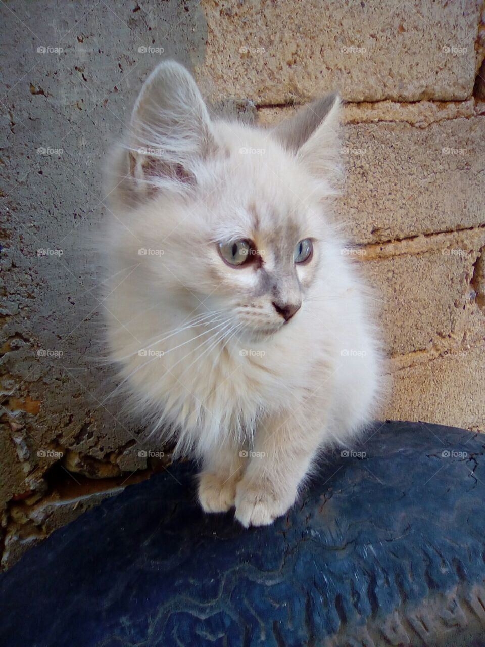 Little cat | White Cat