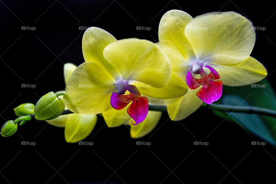 yellow phalaenopsis