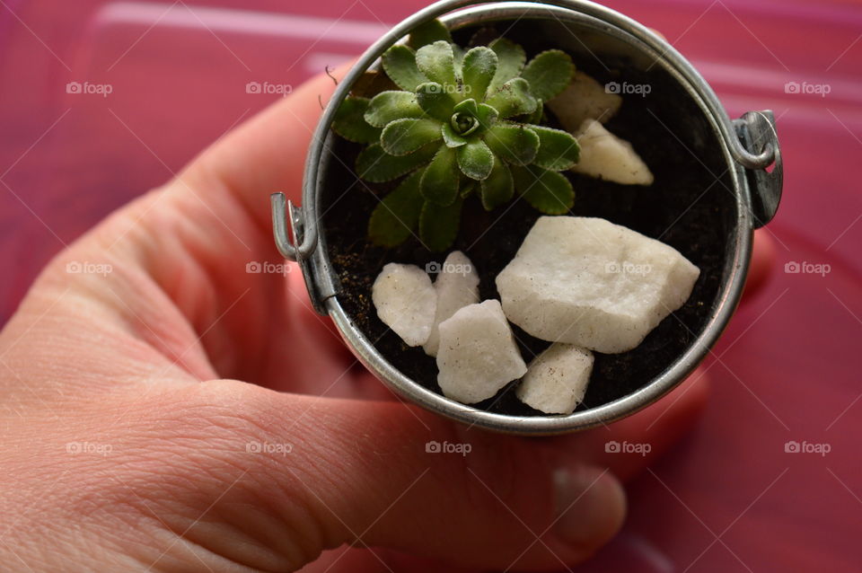 HOUSE PLANTS IN POTS