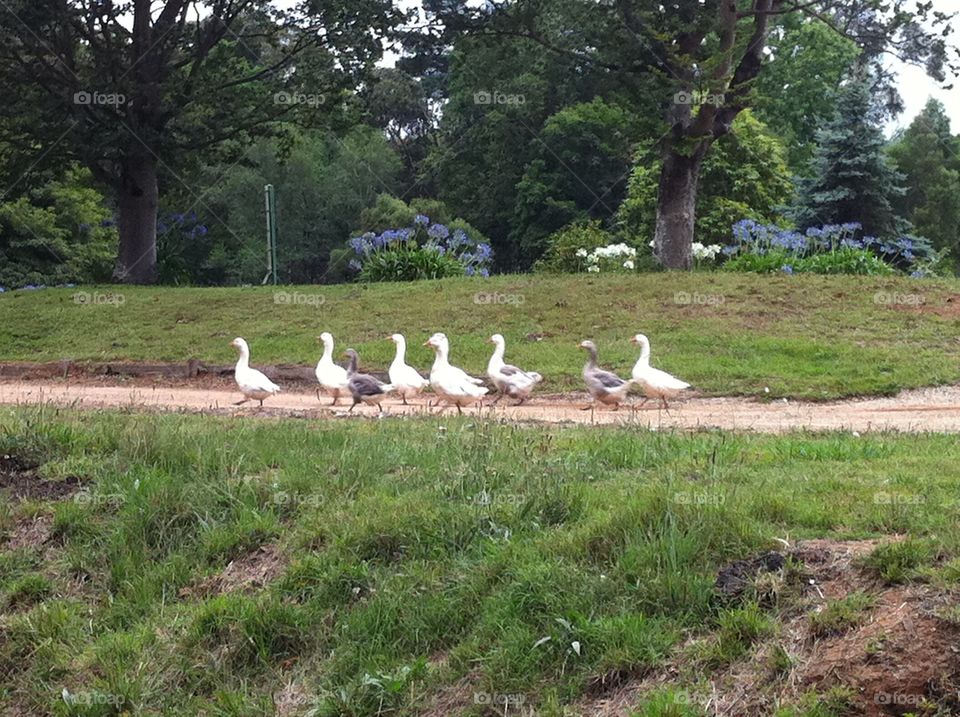 Ducks walking on road