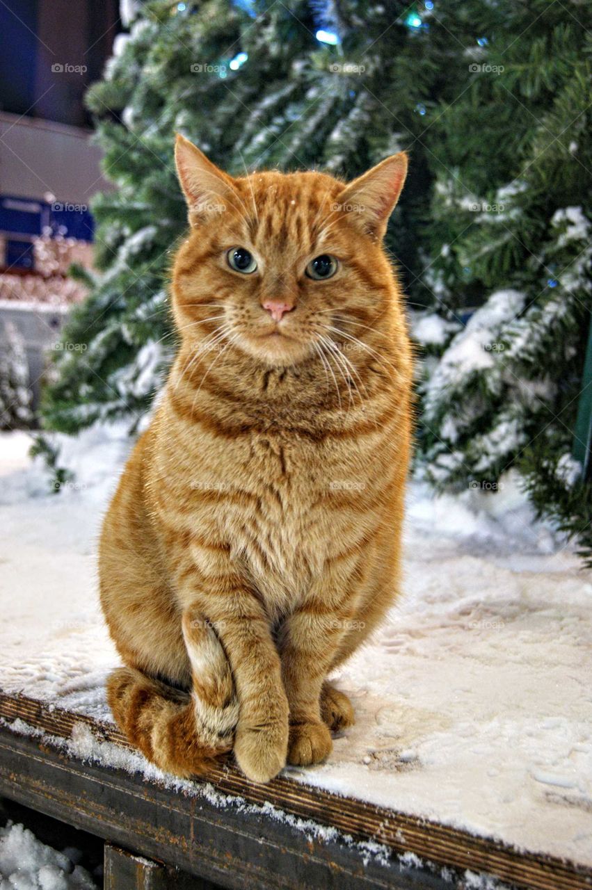 этот рыжий кот, счастье вам несёт