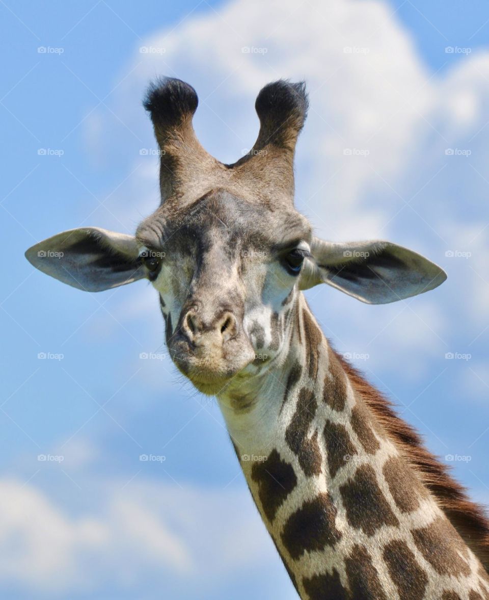 Giraffe with the blue sky for a background 