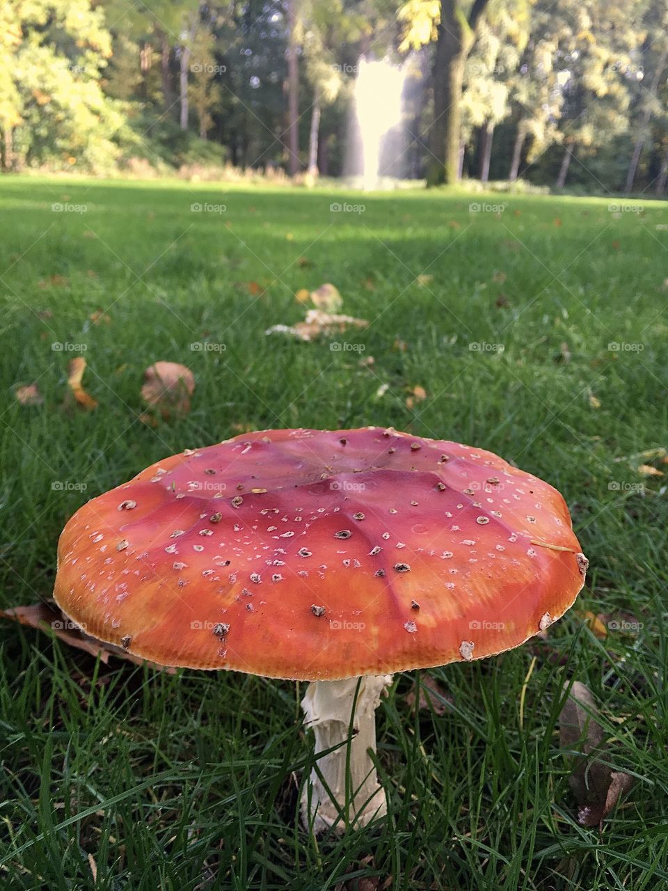 Mushroom I don’t know the name of