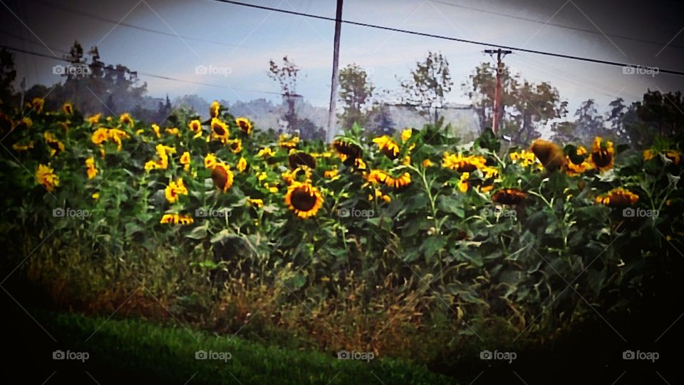 Sunflowers