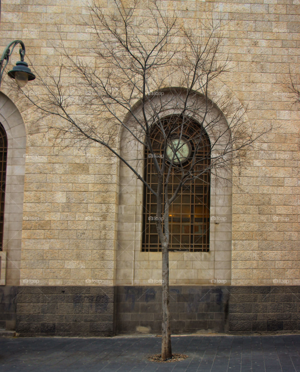 Tree in Jerusalem 