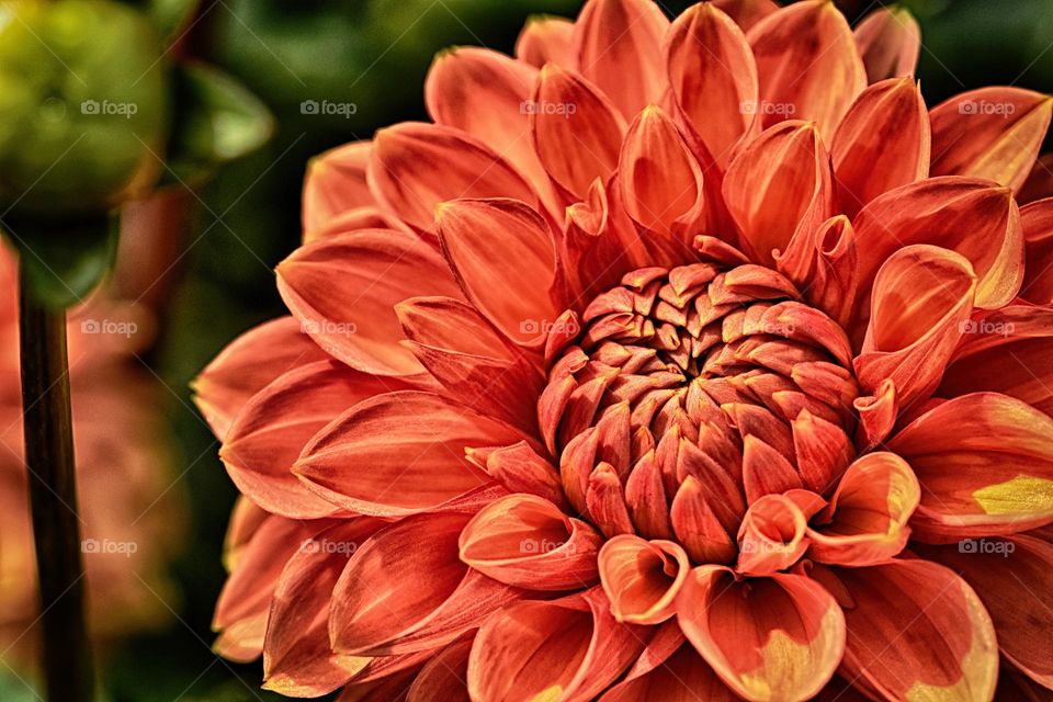 Beautiful flowers in bloom