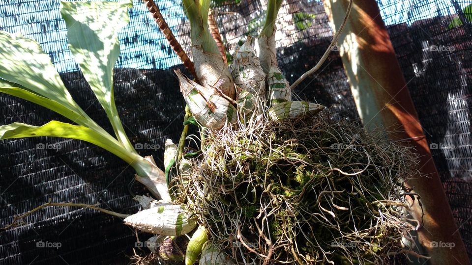 Perfeita imagem das raízes, gomos e folhas de orquídeas.