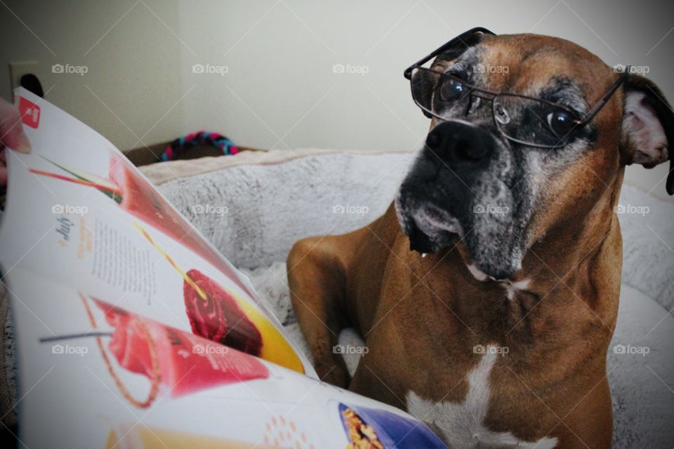 Boxer (Jax) looking at some very sophisticated smoothies