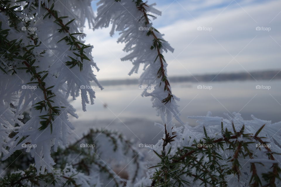 Close-up of snowy branch