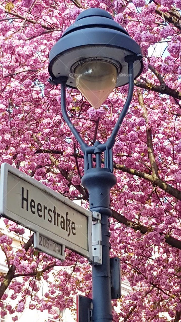 Laterne und Kirschblüten