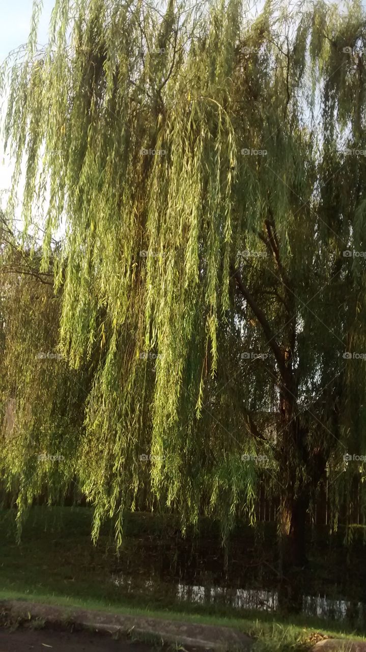 Light on a Weeping Willow