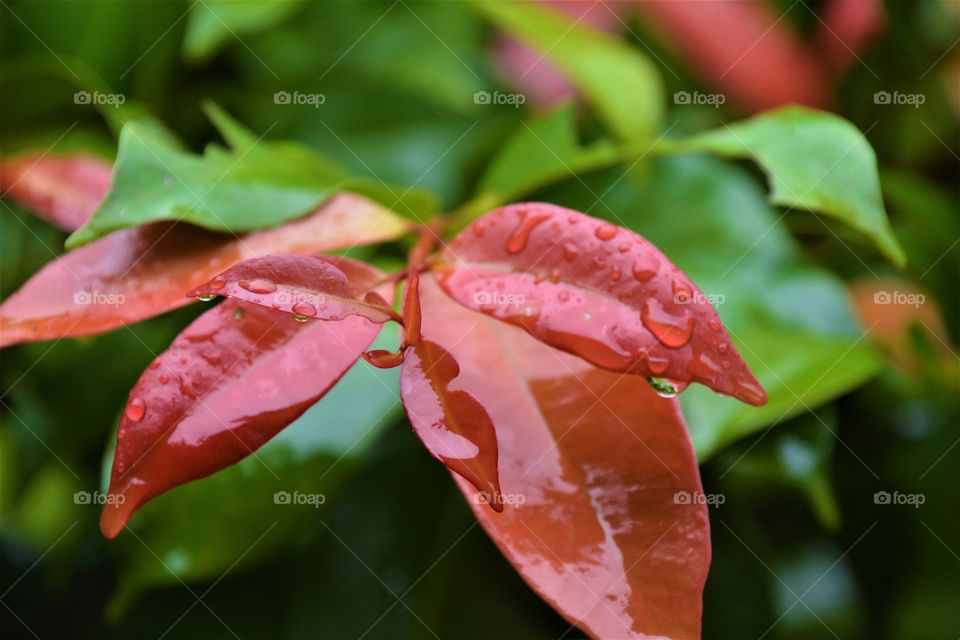 Rain drops on the leaves after raining