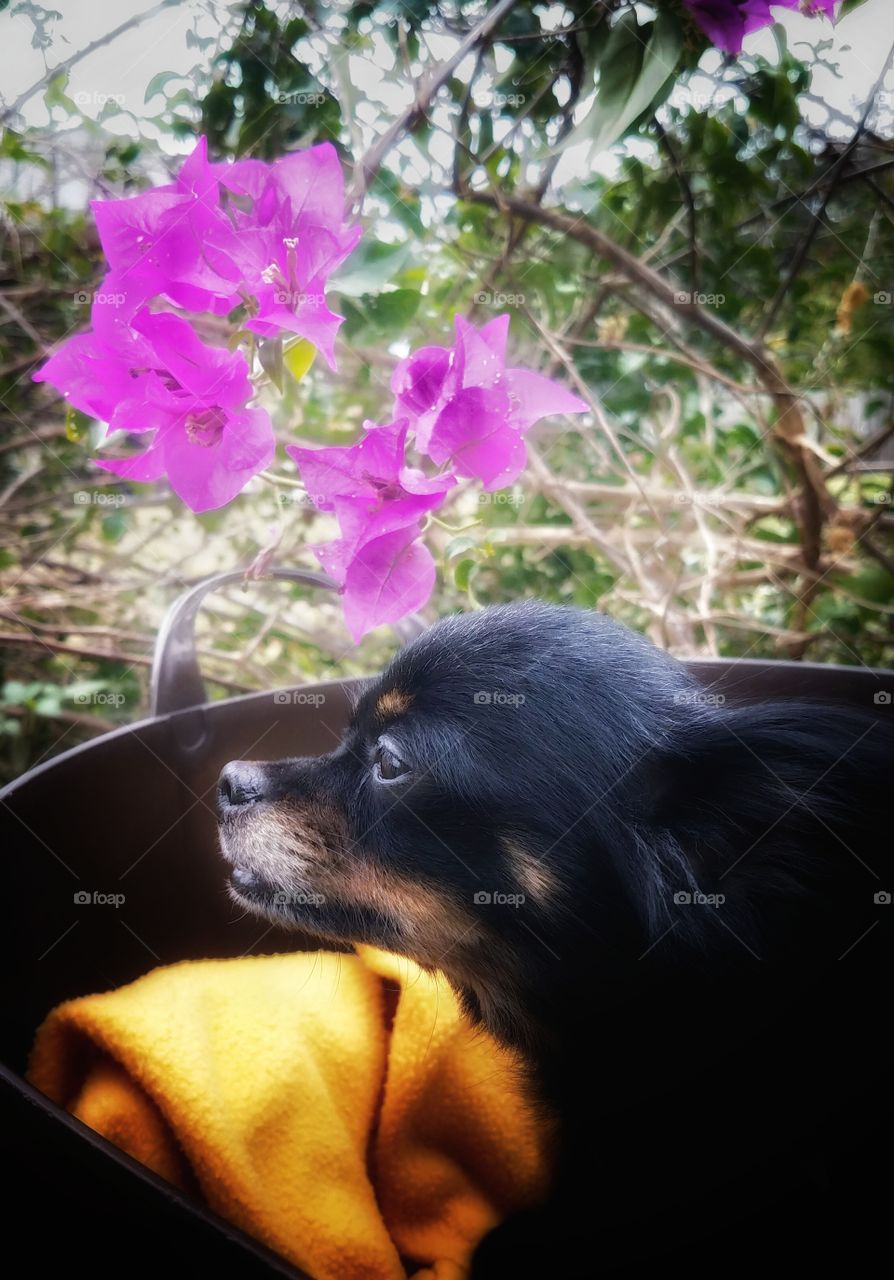 Toy chihuahua atop of a basket of laundry, basking in the cool wind. Purple flowers accent her well