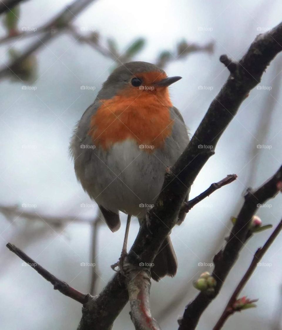 Robin