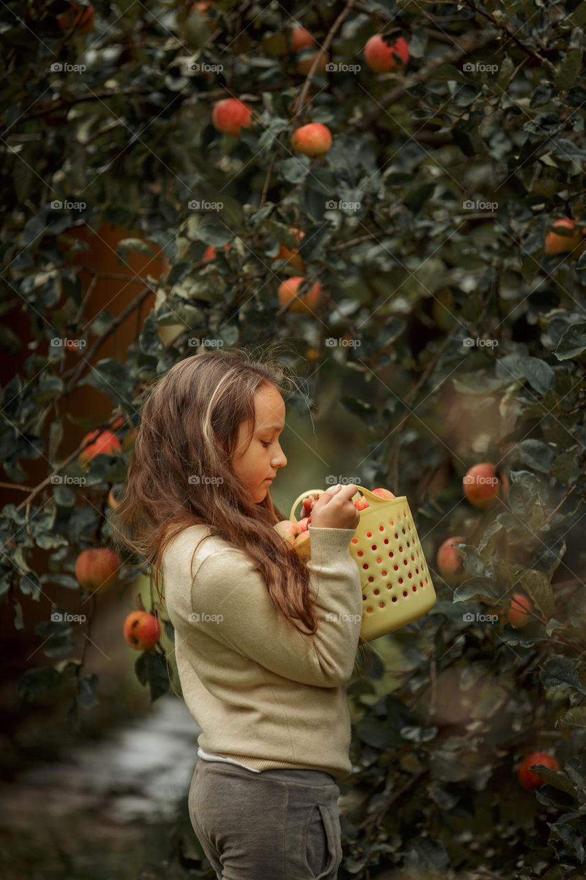 Long-haired girl with basket of apples