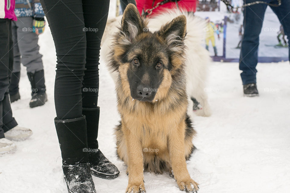 German Shepherd puppy