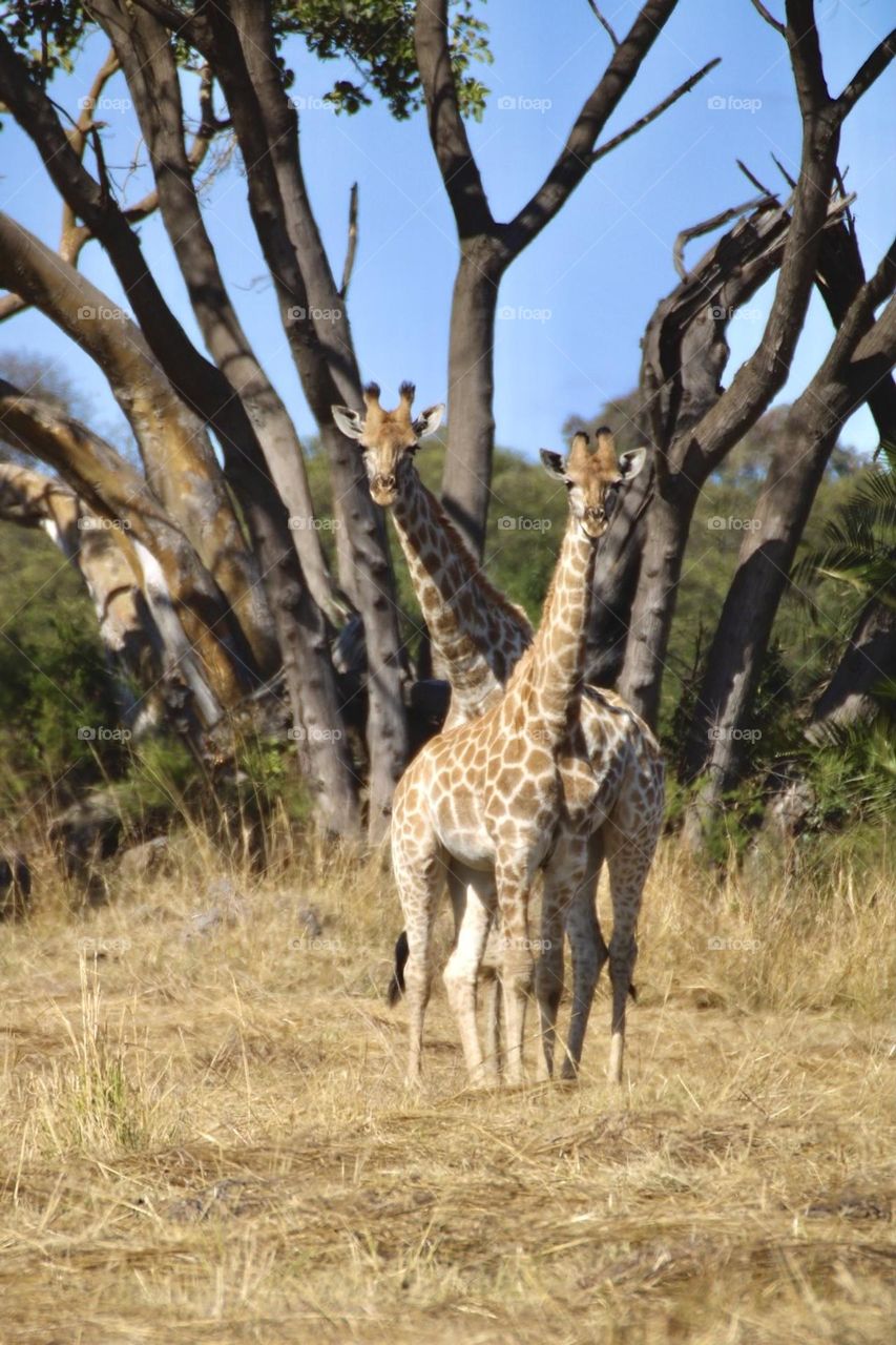 A close up shot of a giraffe in Mukuvisi Woodlands 🦒