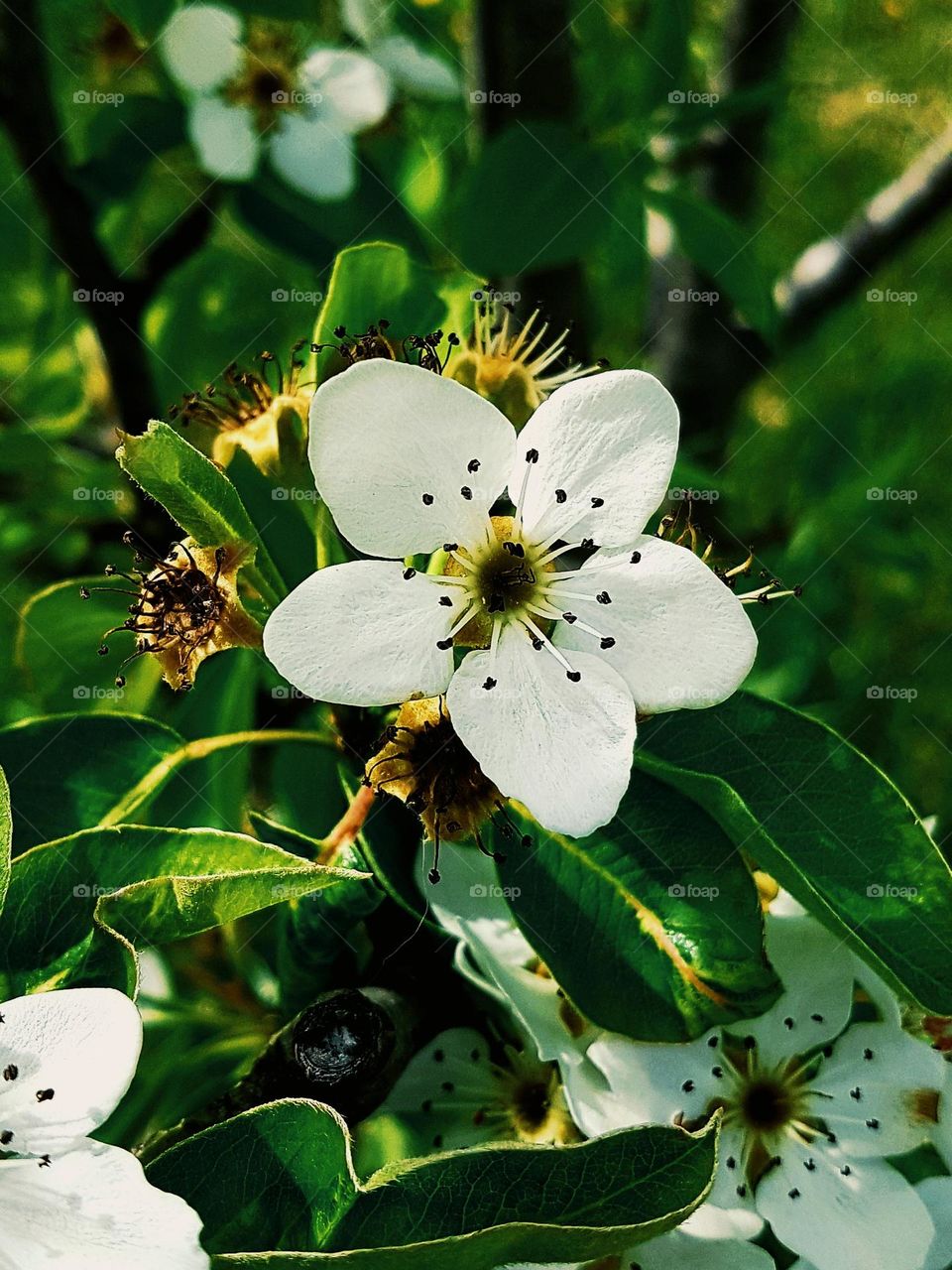 white flower