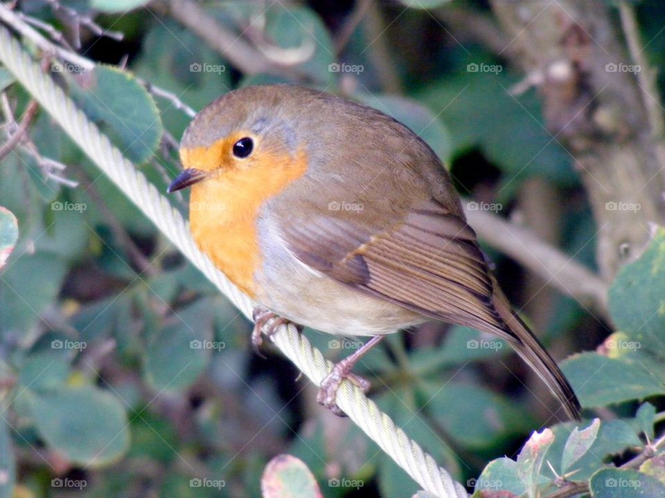 Robin on a wire