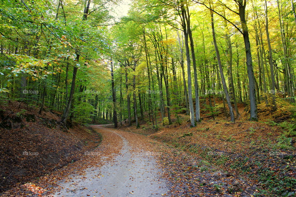 Pathway in the autumn forest